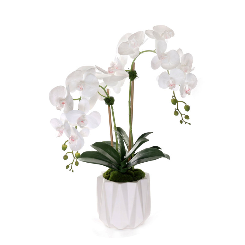 Orchidées phalaenopsis en pot Real Dimension, Blanc