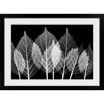 "Manigault" Leaves X-Ray par Kiranjit, reproduction de photo