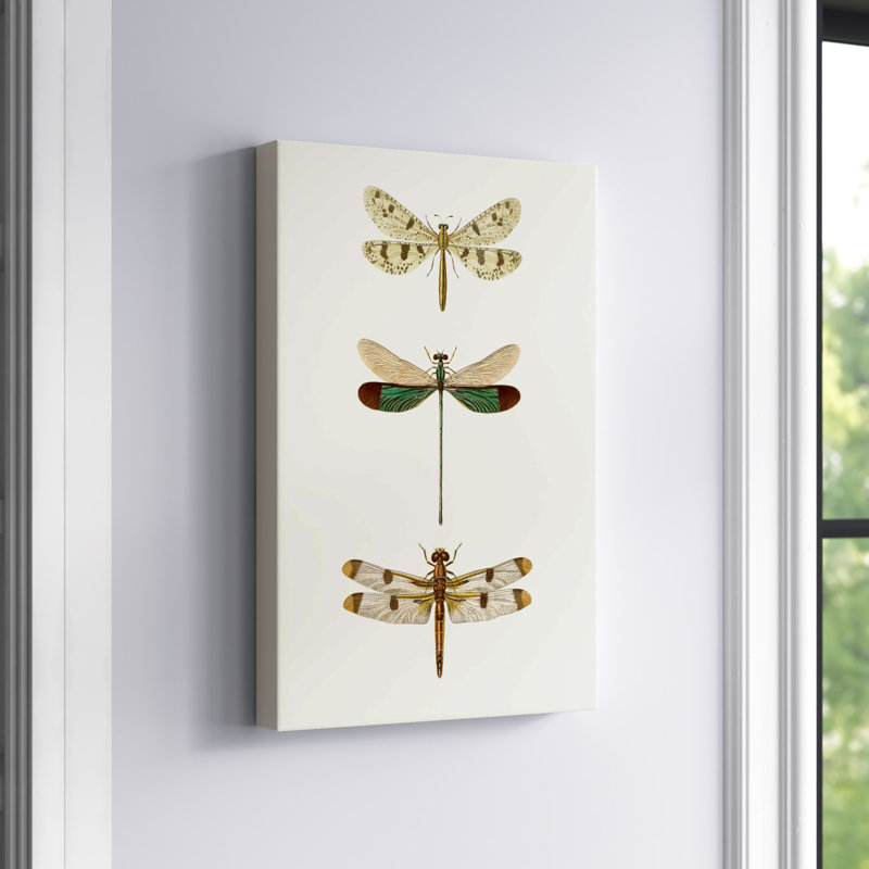 Entomology Series VII by Blanchard - Painting Print, Wrapped Canvas, 46cm H x 30cm W