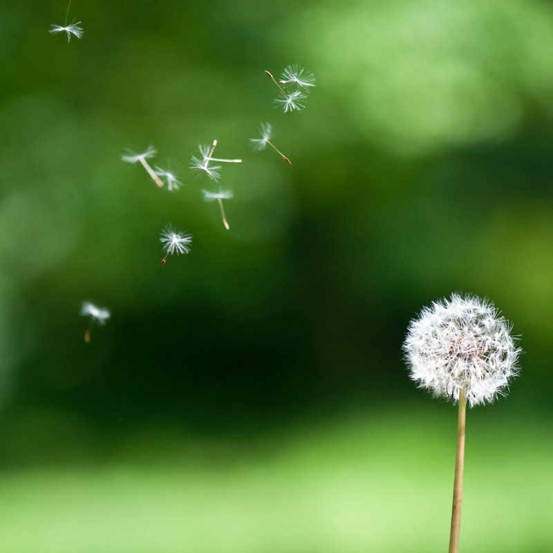 Blown Dandelion by Skyfotostock - Wrapped Canvas Print, 30cm H x 30cm W x 3.8cm D