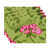 Pink selected