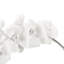Orchid Stem Sculpture