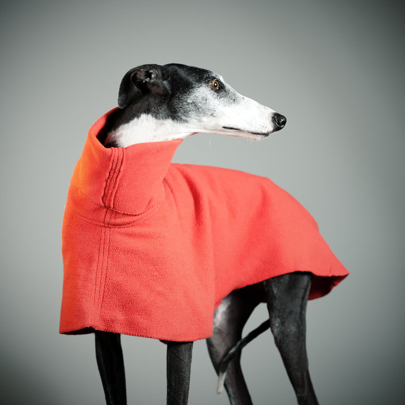 Greyhound - Wrapped Canvas Print, 30cm H x 30cm W