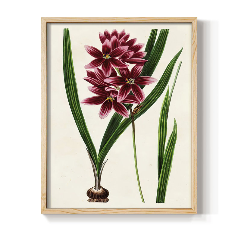 AntiqueFloralFolioV, reproduction encadrée - bois massif, H 11 po x l 9 po