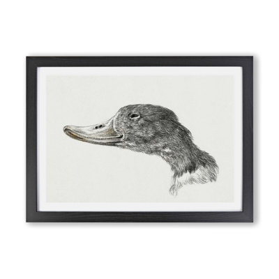Head Of A Duck by Jean Bernard - Single Picture Frame Painting