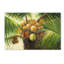 «Coconut Palm II» par Victor Giton - reproduction d'art sur toile tendue-31383567