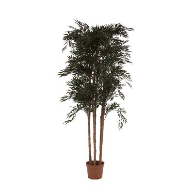 Helecho 210cm Foliage Tree in Pot