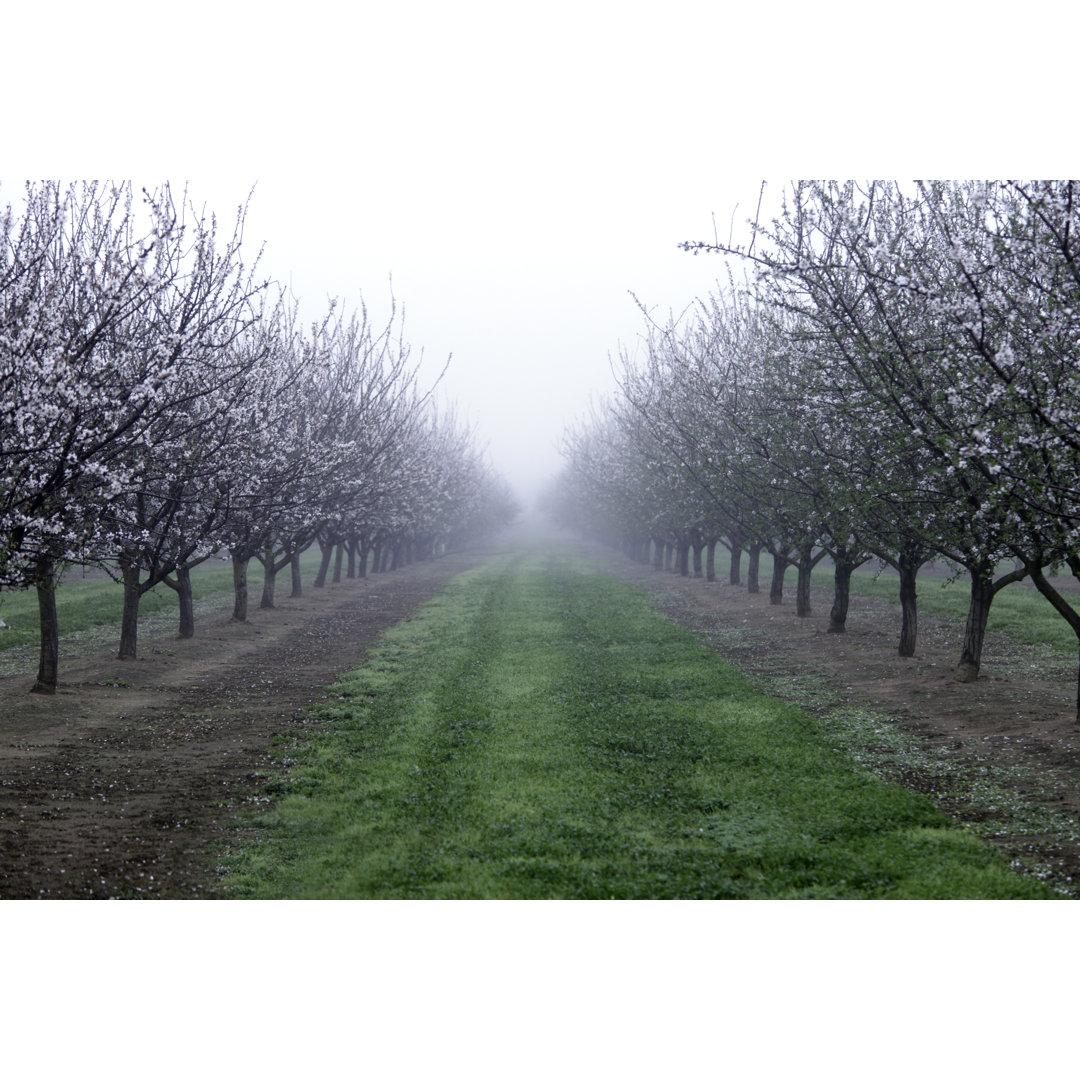 Almond Trees von Bloodstone - Kunstdrucke