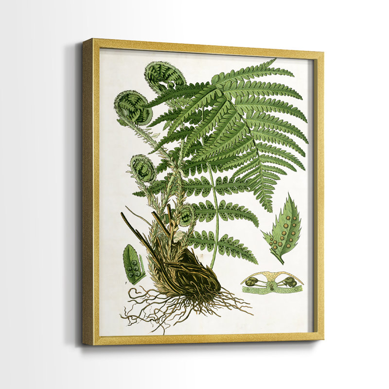 Impression encadrée Fern I-Premium - prête à être accrochée - aucun clou requis - aucun clou requis, Doré, H 21 po x l 34 po