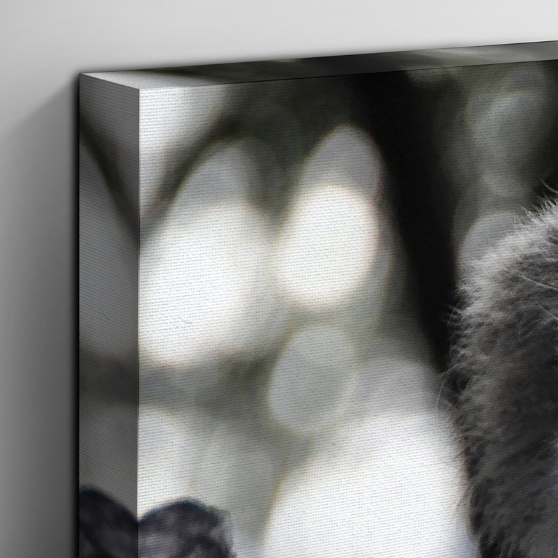 Koala Bear Photographic - Wrapped Canvas, 50cm H x 76cm W