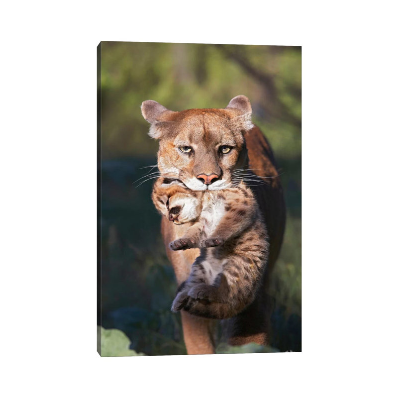 Mountain Lion Mother Carrying Cub In Her Mouth, North America 1 Piece Wall Art on Canvas, 20.32 cm H x 30.48 cm W, Canvas