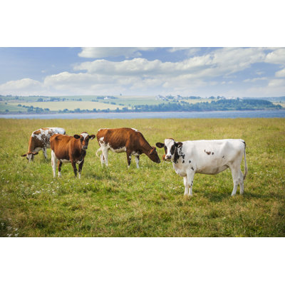 Cows in Farm Field - Photographie sur toile tendue