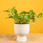 Devil's Ivy Pothos in Ceramic Planter