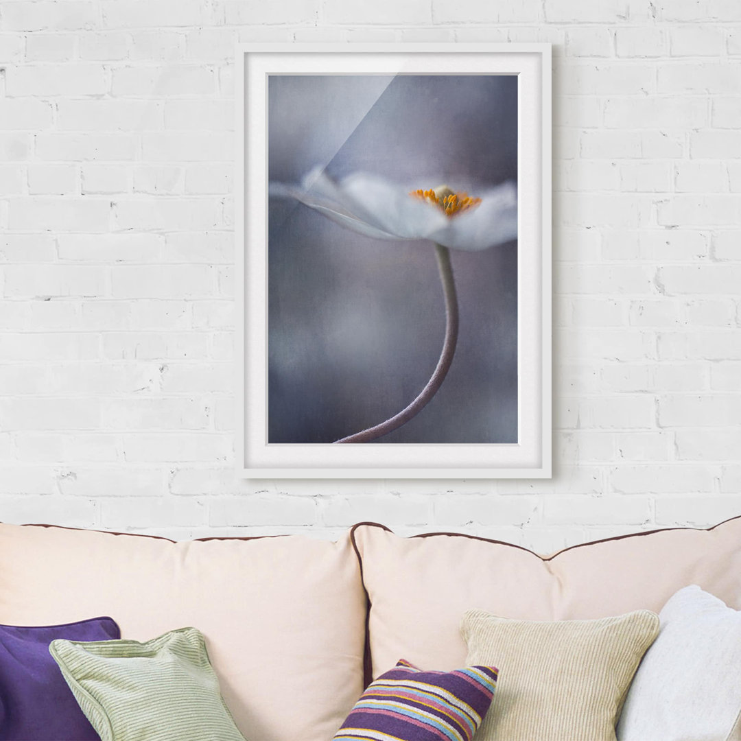 Gerahmter Fotodruck White Anemone Blossom