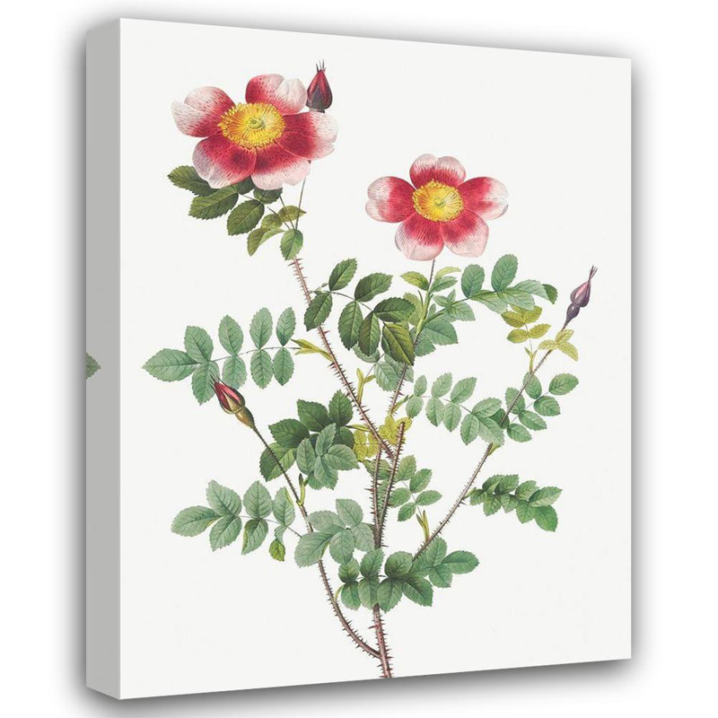 «Redoute», reproduction d'art sur toile tendue par la galerie Pierre Joseph: Burnet Rose, Rosa pimpinellifolia flore variegato