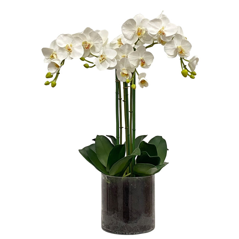 Phalaenopsis Orchid In A Glass Vase