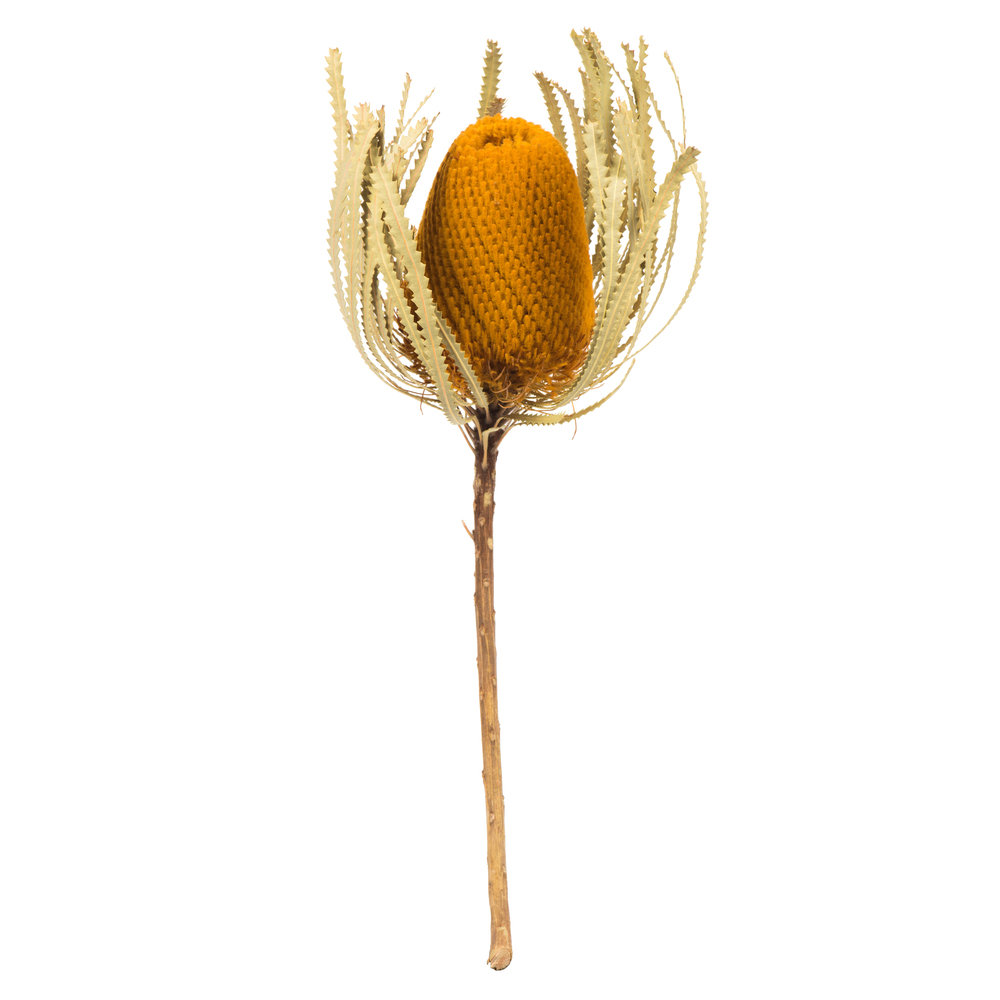 Dried Banksia Floral Stems, Aspen Gold