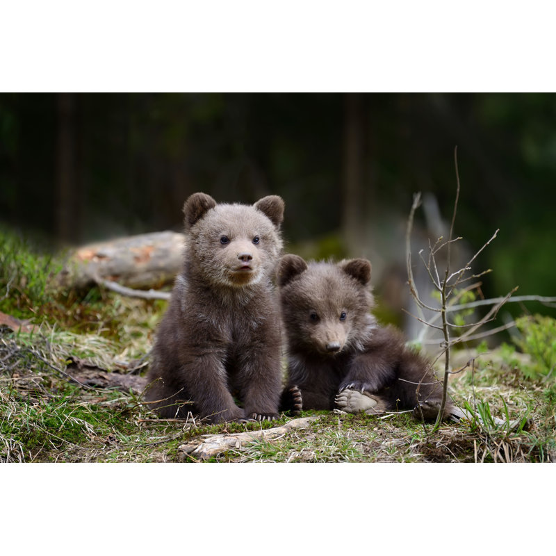 Brown Bear Cubs par - Photographie de toile tendue, H 32 po x l 48 po