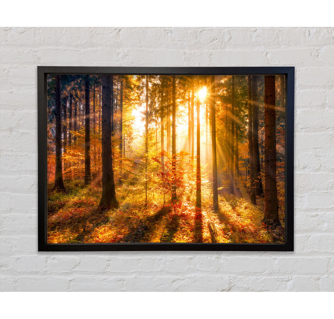 Autumn Sunray Through The Forest - Einzelbildrahmen Kunstdrucke auf Leinwand