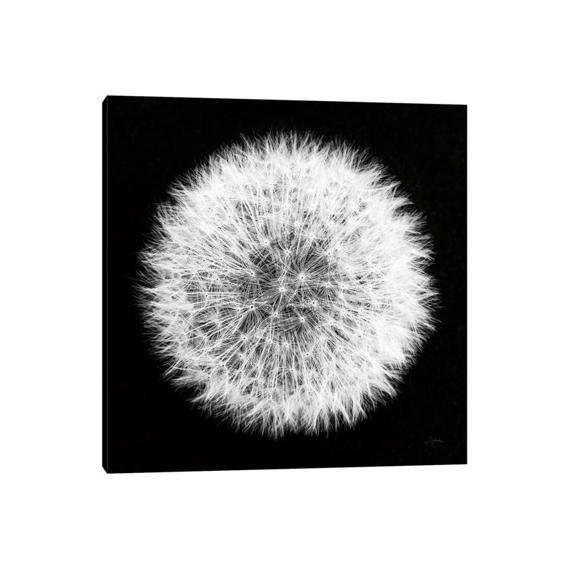Dandelion On Black I by Aledanda - Wrapped Canvas Print, 93.98 cm H x 93.98 cm W x 1.91 cm D