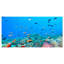 « colonie of maldives anemone fish », impression-29504834-34273198