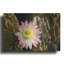 «Night Cactus Bloom Az 8663» par Mike Jones, art mural en métal, 16 po x 12 po-264467828