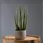 Keomi 47cm Succulent in Ceramic Pot