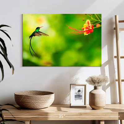 Brampt Flying Jamaican Hummingbird