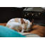 Coussin Ameeliah-645648903-564069479