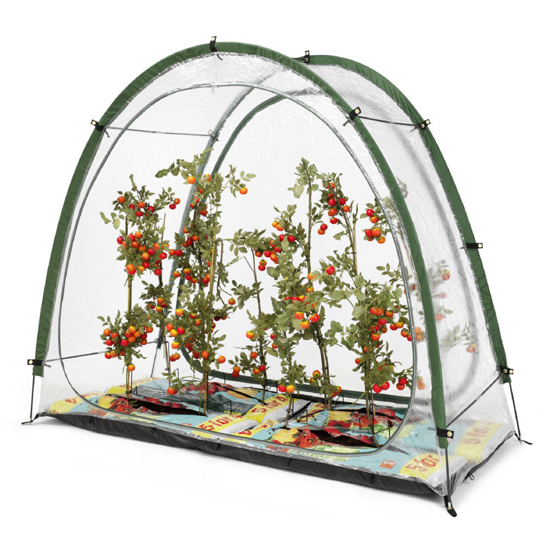 Prieto 2m W x 0.8m D Mini Greenhouse