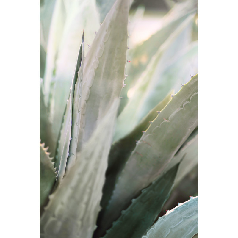 Winter Agave II Print by Alicia Bock, 36" H x 24" W x 1.5 " D