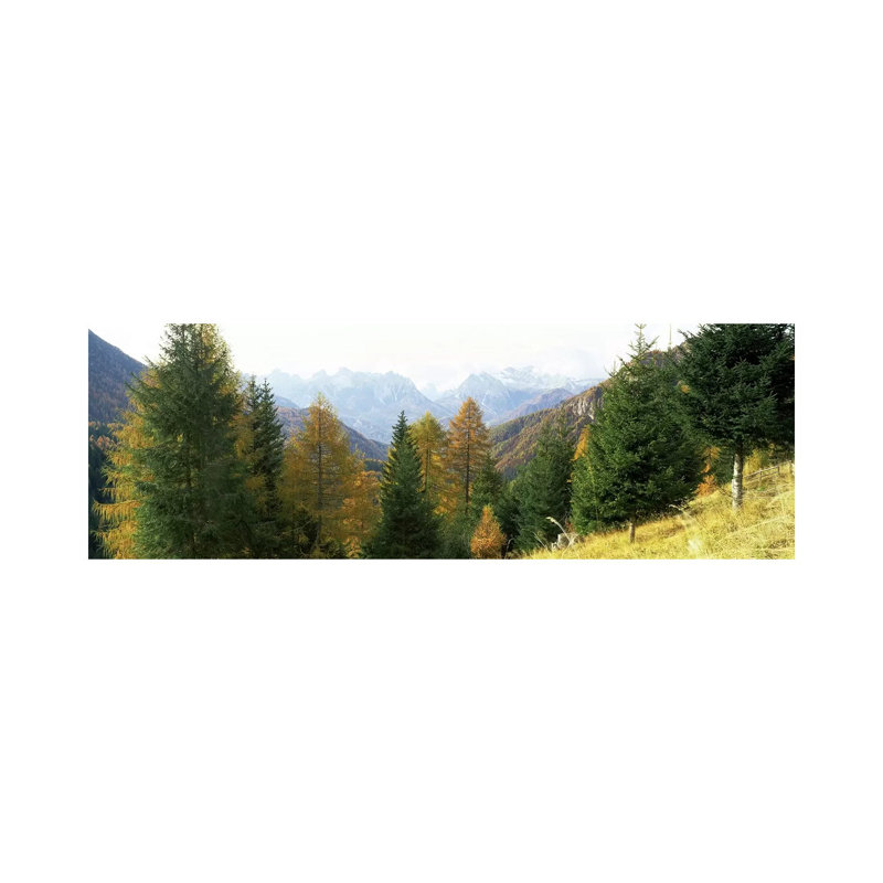 Larch Trees With A Mountain Range In The Background, Dolomites, Cadore, Province Of Belluno, Veneto, Italy - Wrapped Canvas Panoramic Print