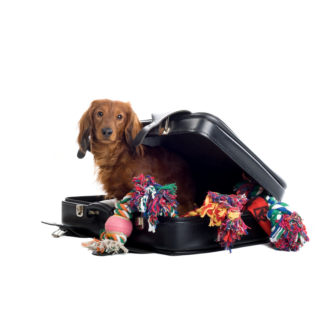 Dachshund In A Suitcase Filled With Dog Toys by Eriklam - Wrapped Canvas Print