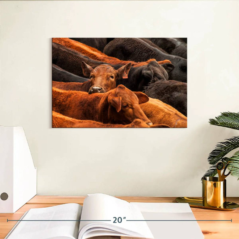 Brampt Beef Cattle, 8" H x 12" W