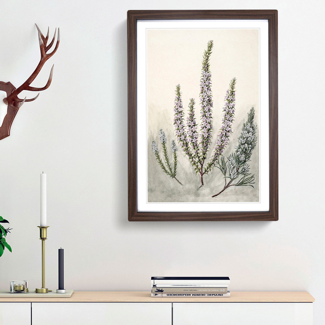 Epacris Flowers by Sarah Featon - Framed Print