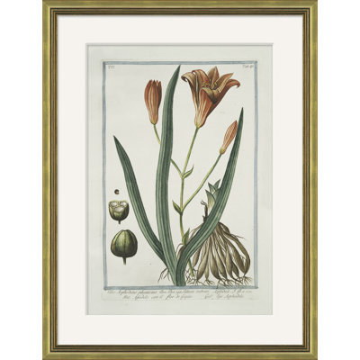«Hortus Romanus 1772-1793 9» - Peinture encadrée sur papier