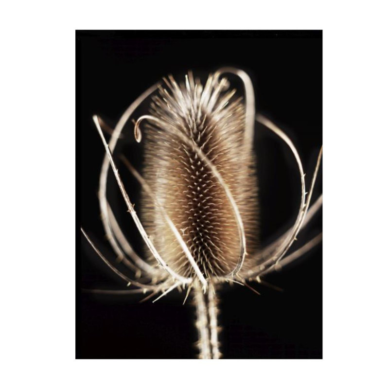 Thistle Detail III Print by Chris Dunker, 32" H x 24" W x 1.5" D, Glass Coat
