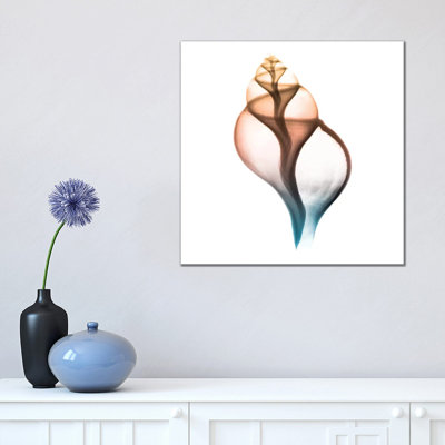 Morning Sea Shells I by Albert Koetsier - Print on Canvas