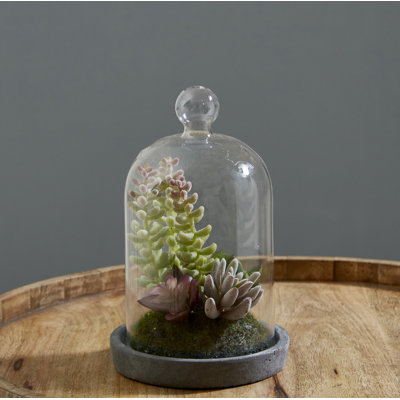 Sydnee 18cm Succulent in Cement Terrarium