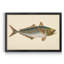 «Donovan Antique Fish III», impression sur toile encadrée-1214604019-1214604013
