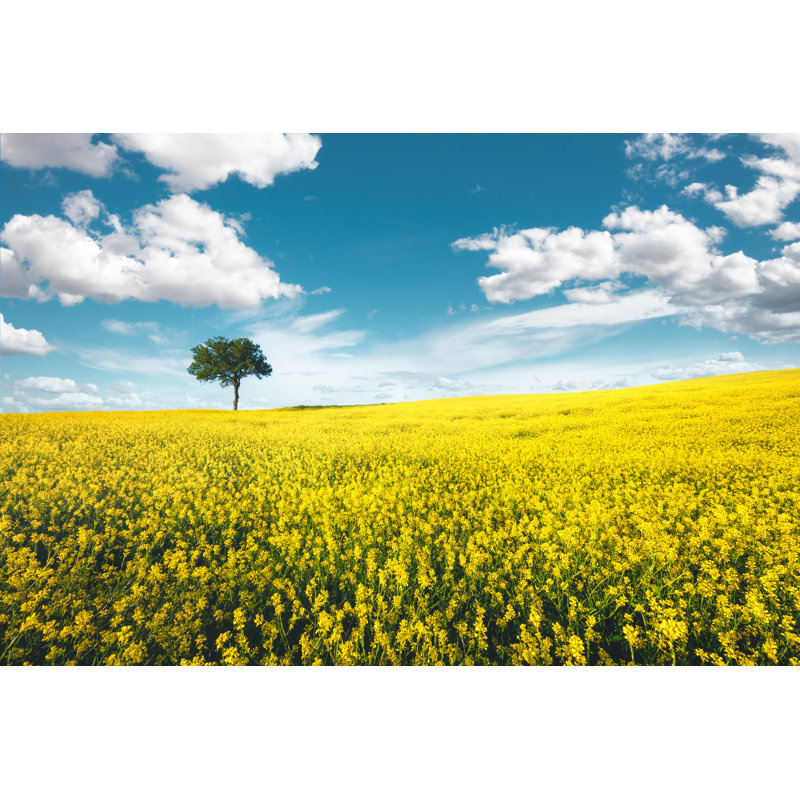 Yellow Field by Borchee - Wrapped Canvas Print, 20cm H x 30cm W x 3.8cm D