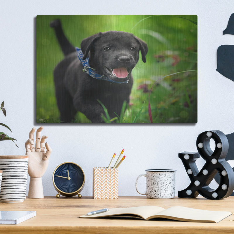 «Black Lab Pup 15» par Jonathan Ross, H 12 po x l 16 po