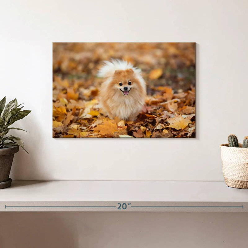Spitz allemand Brampt sur une promenade d'automne, H 8 po x l 12 po