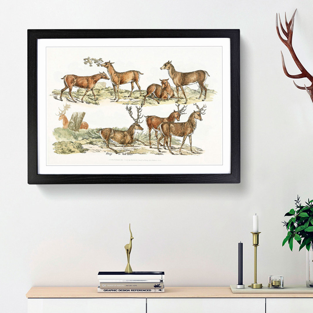 Stags or Red Deer by Henry Alken - Picture Frame Painting Print