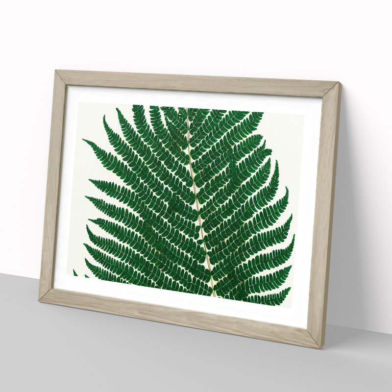 Splendorous Fern Leaf - Framed Print, 25cm H x 34cm W x 2cm D, Oak