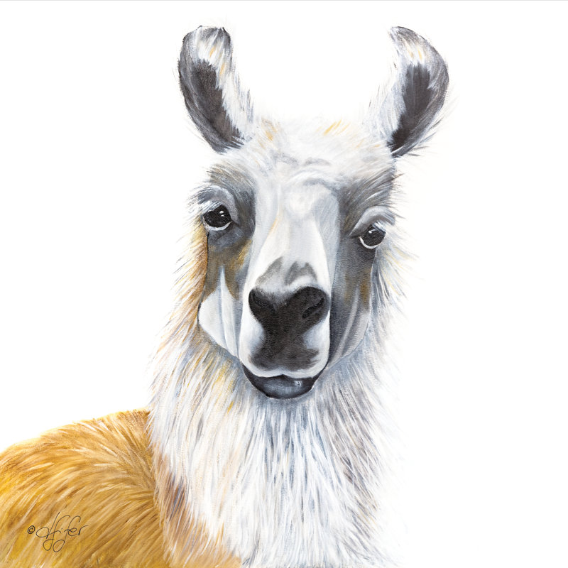 «Alpaca» par Diane Fifer - reproduction, H 12 po x l 12 po, Toile tendue