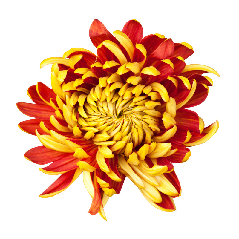 Chrysanthemum by Rodho - Wrapped Canvas Print, 122cm H x 122cm W