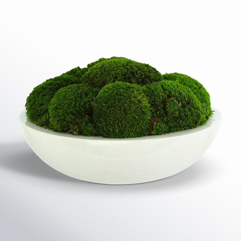 Preserved Moss Plant in Planter, 8" H x 14" W x 14" D