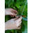 Palram - Canopia Greenhouse Trellising Kit