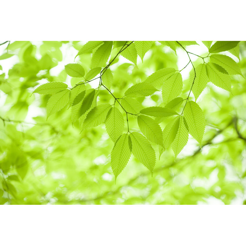 Green Leaves by Ooyoo - No Frame Print on Canvas, 61cm H x 91cm W